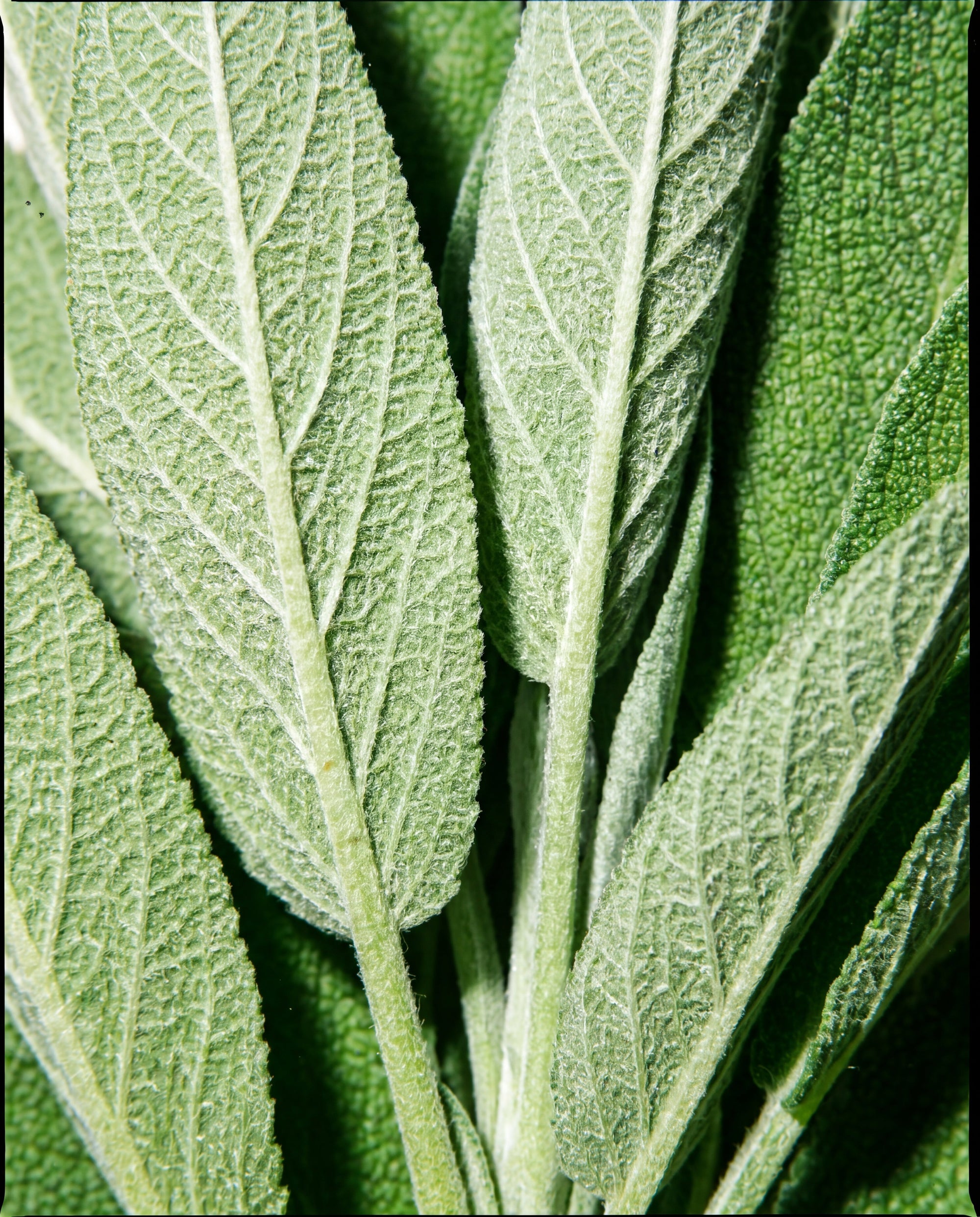 Close-up of fresh sage leaves showing soft fuzzy texture and prominent veins