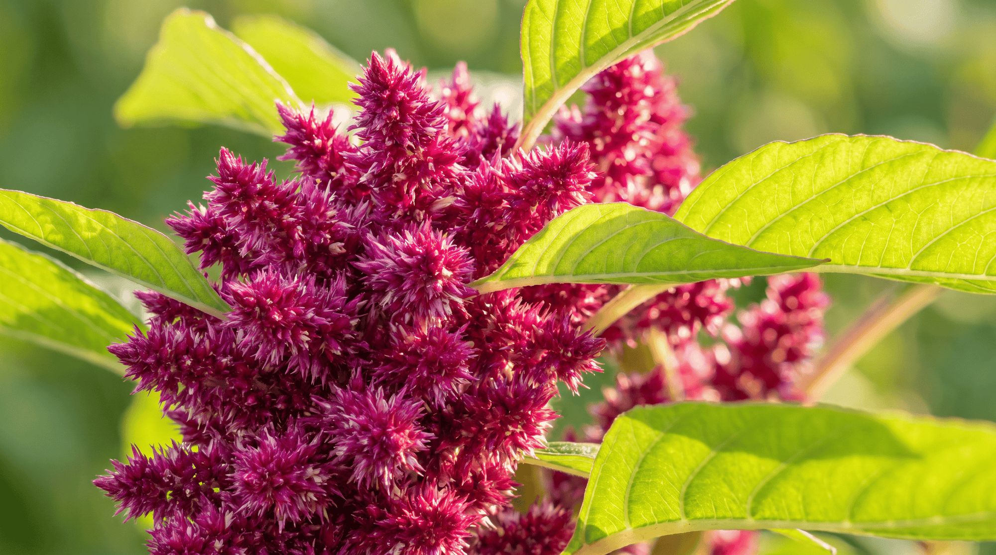 Close-up of magenta amaranth flower clusters among sunlit green leaves