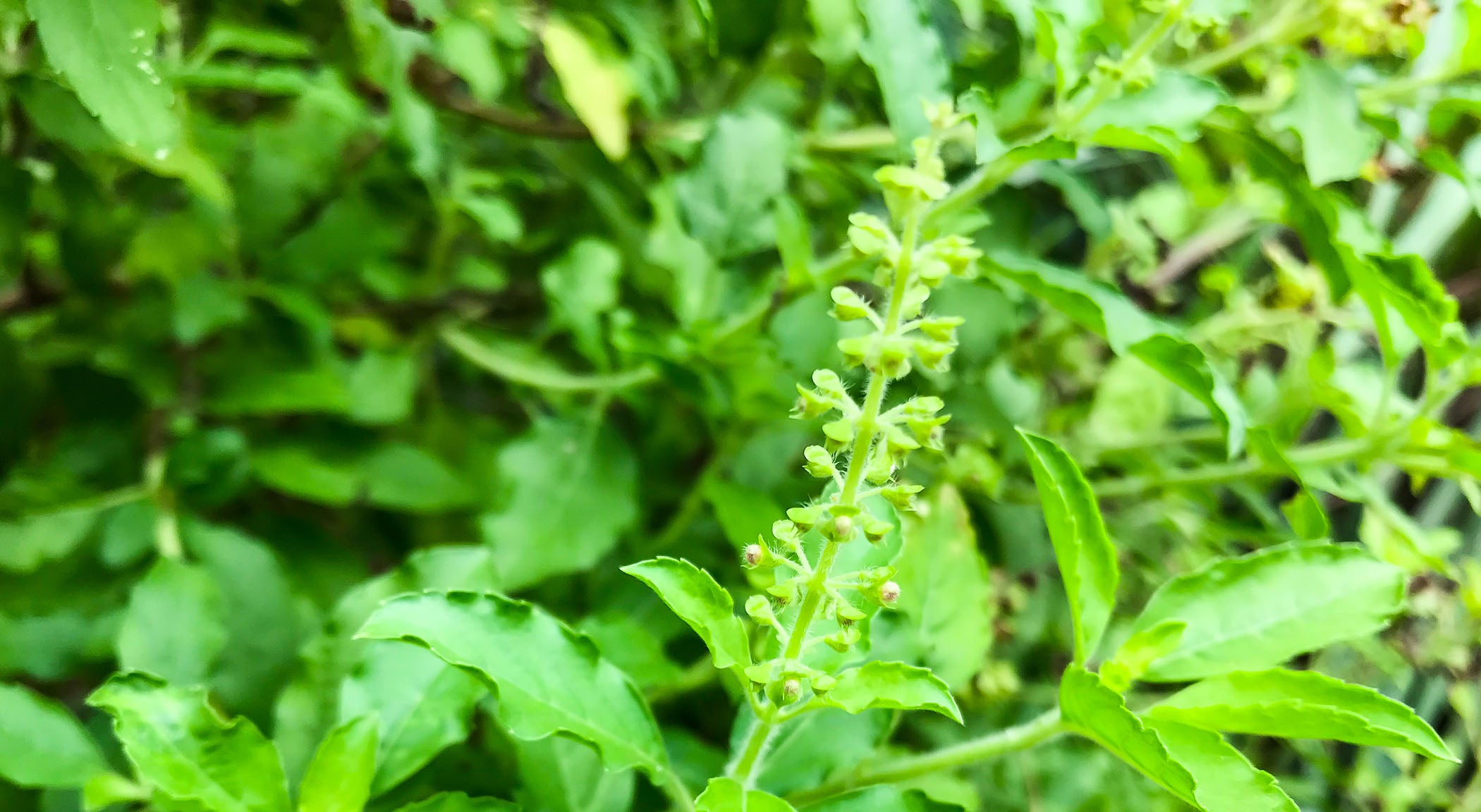 Live basil growing