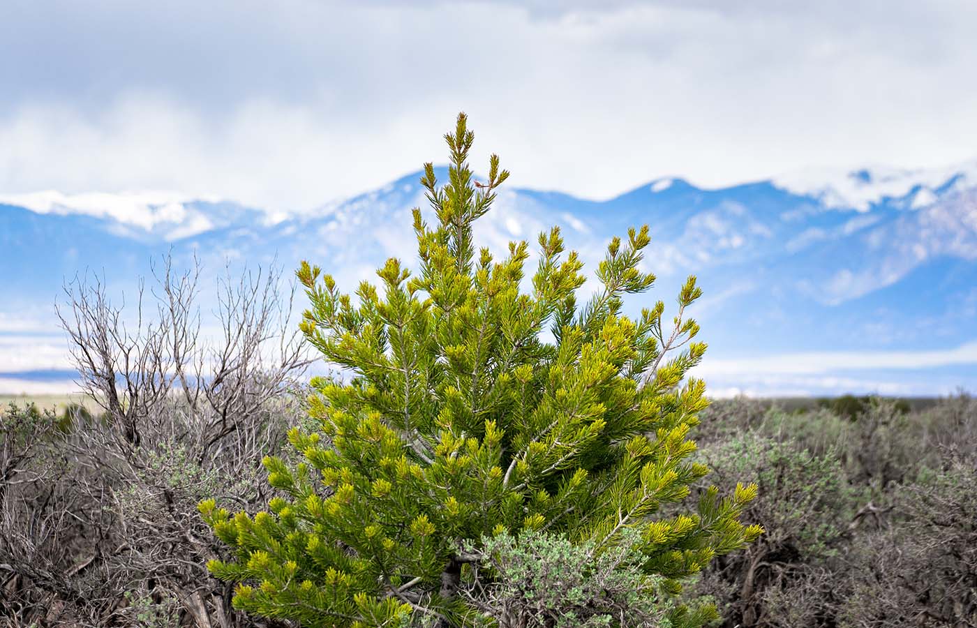 Green shrub in mountainous desert