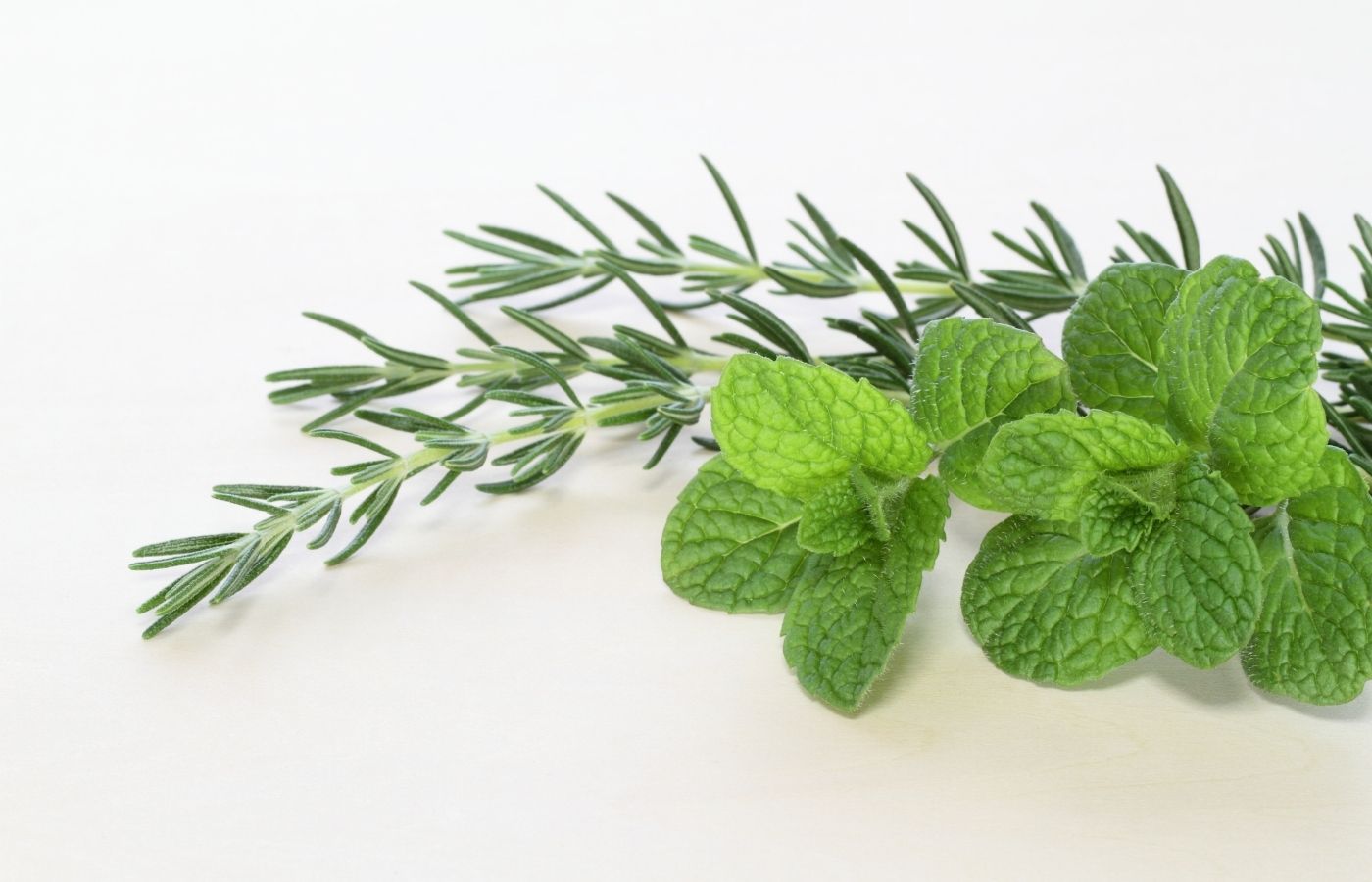Sprigs of rosemary and mint on a white background