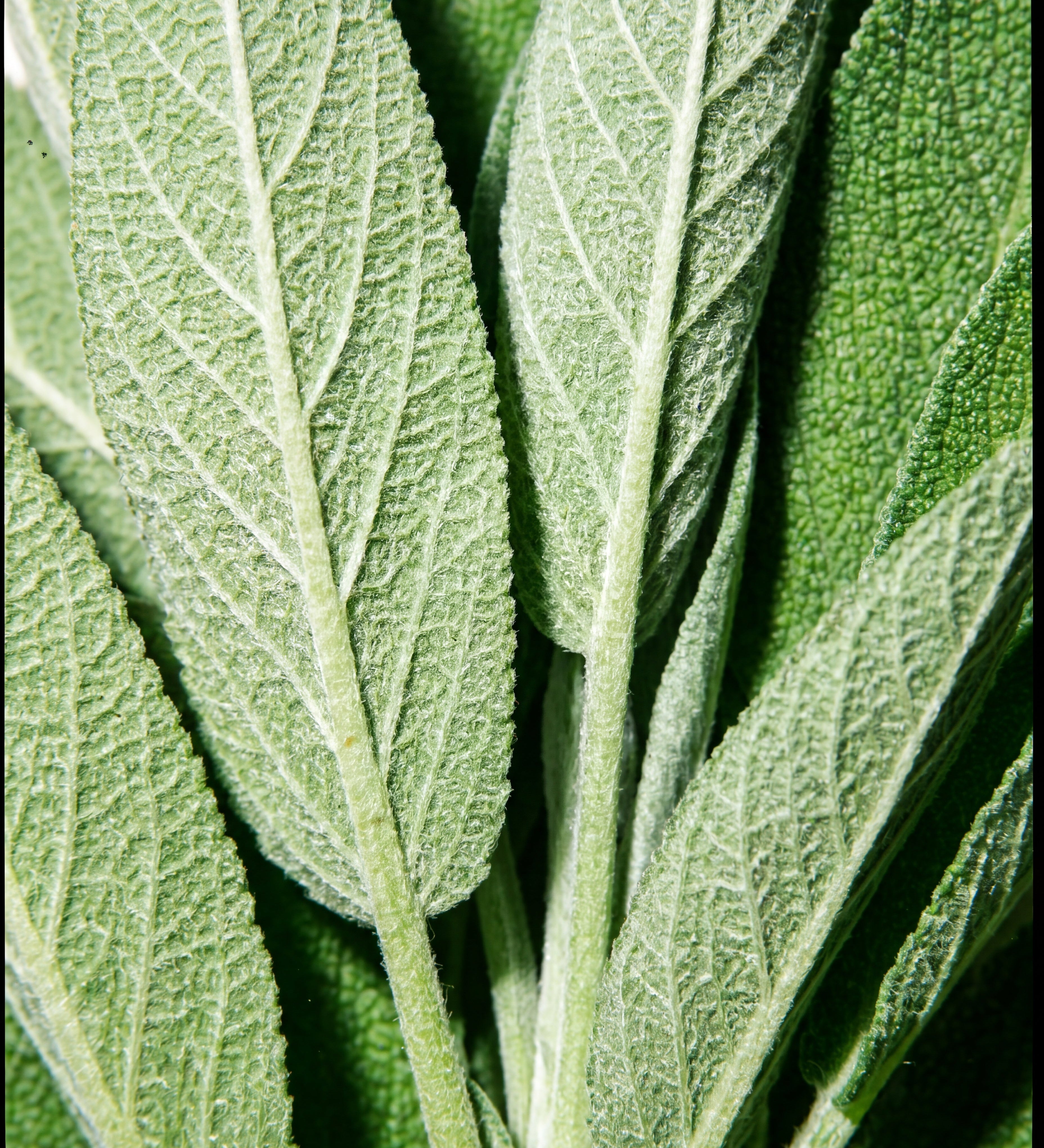 Unlocking the Healing Powers of Sage