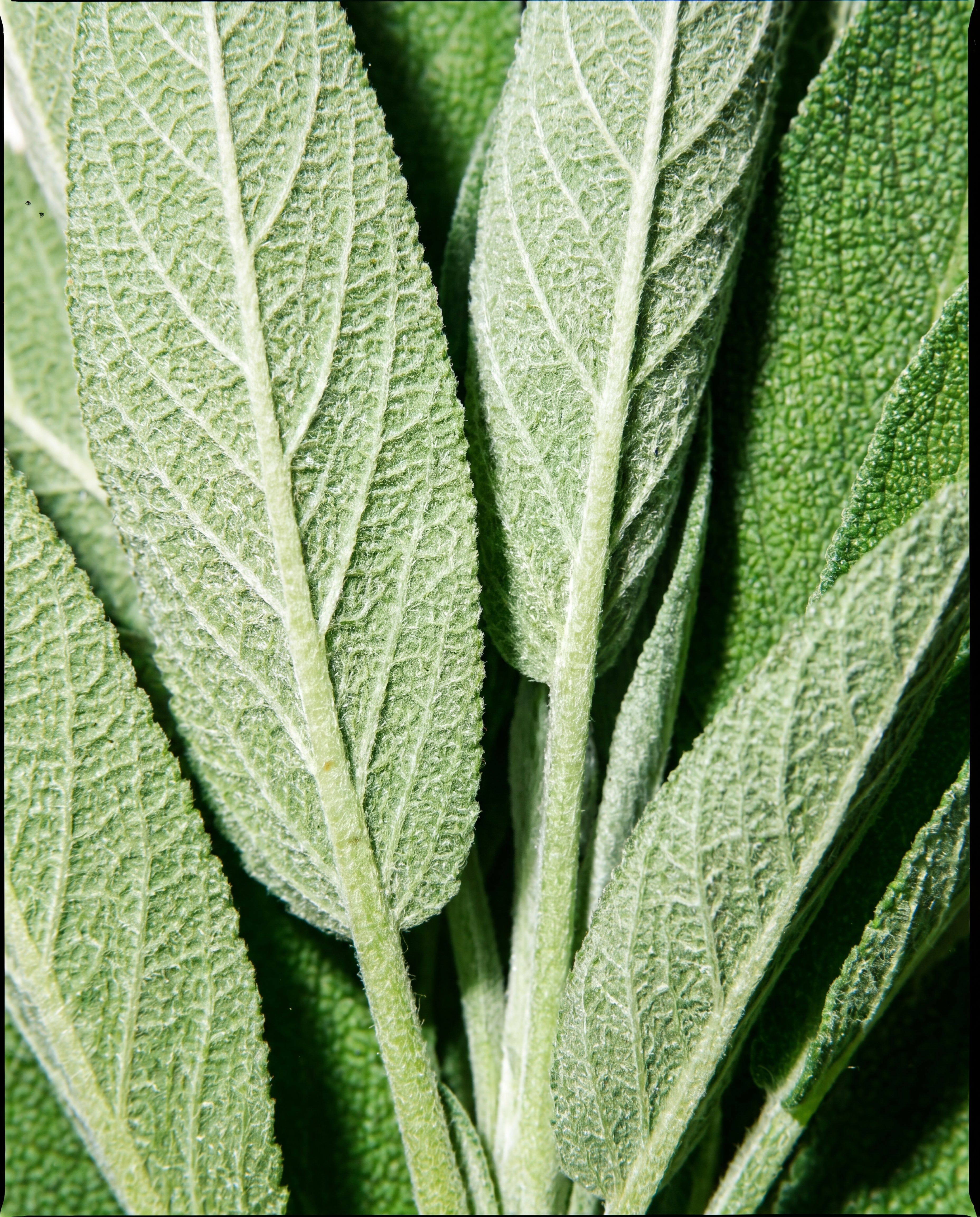 Unlocking the Healing Powers of Sage