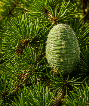 Conifer cone on a branch with green needles