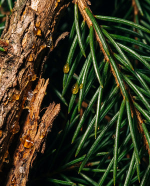 Close-up of Black Spruce needles and bark with resin droplets, evoking the Black Spruce deodorant scent