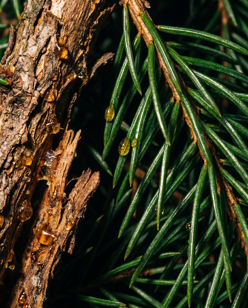Close-up of a tree branch with green needles and a rough bark texture.