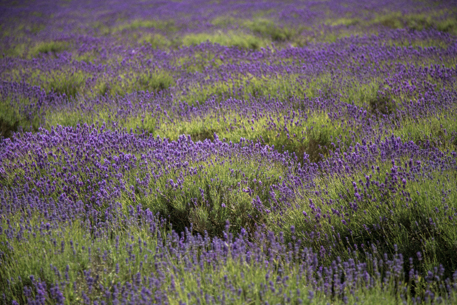 Field of lavender flowers in a natural setting