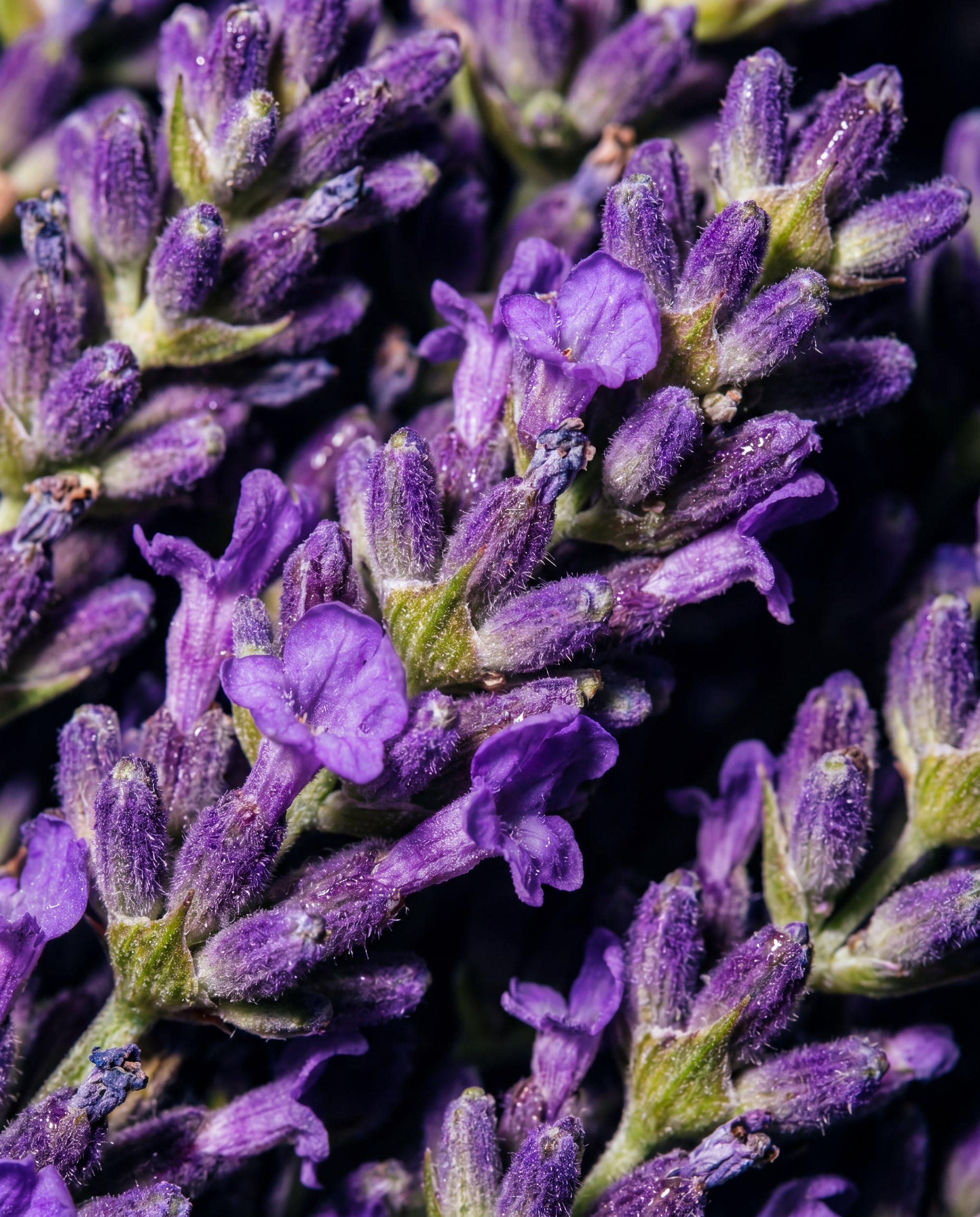 Close-up of purple lavender flowers