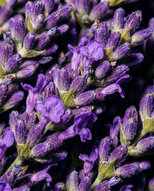 Close-up of lavender blossoms filling the frame, showing purple buds and textured petals