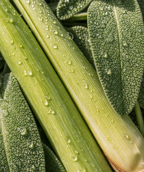 Close-up of lemongrass stalks and sage leaves with water droplets