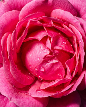 Close-up of Moroccan Rose petals showcasing water droplets with dark pink background