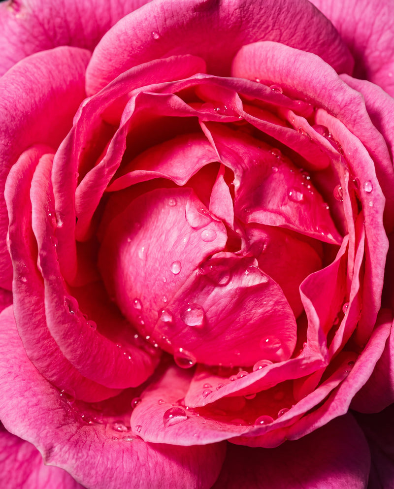 Close-up of a pink rose with water droplets