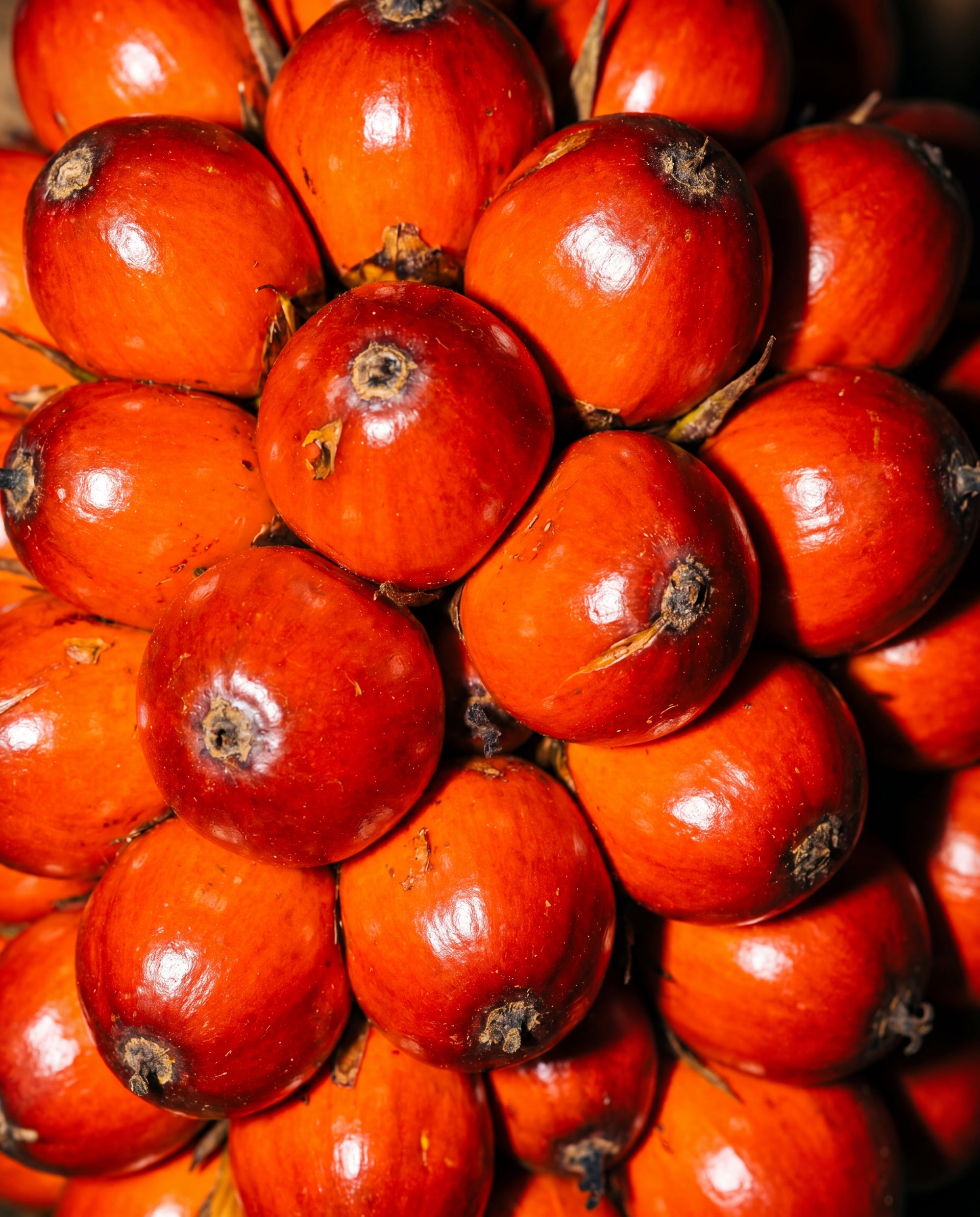 Close-up of bright red berries with a close-up view