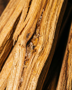 Palo santo wood close-up showing amber frankincense resin in a textured crevice
