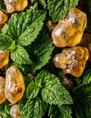 Close-up of patchouli leaves and copal resin showcasing amber resin pieces and water droplets on green leaves
