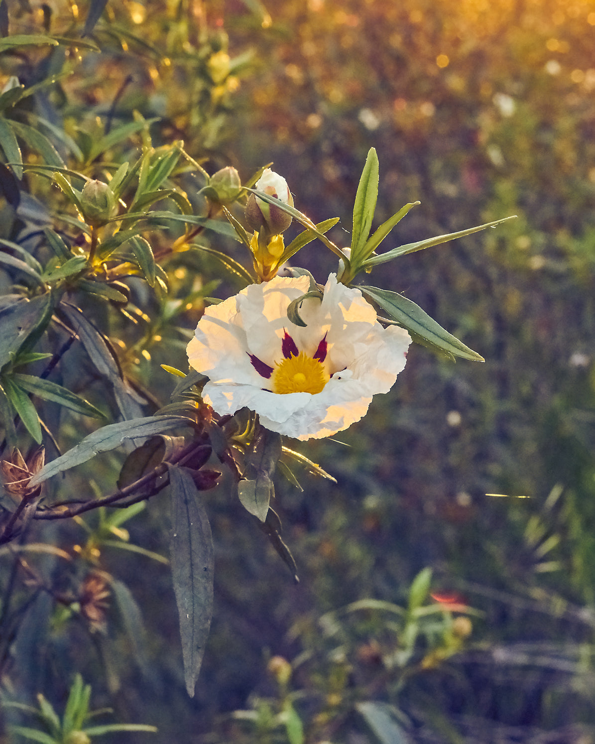 RockrosePlant_Sunset.jpg