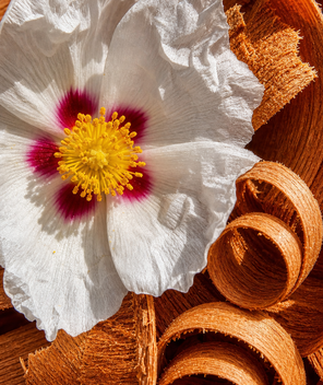 Rockrose flower resting on curled cedar wood shavings