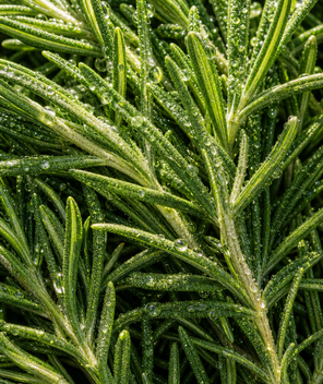 Close-up of green rosemary leaves with water droplets
