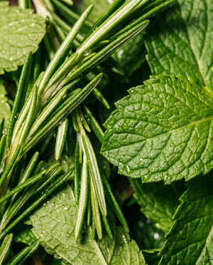 Close-up of fresh rosemary sprigs and mint leaves evoking the product’s rosemary and mint scent