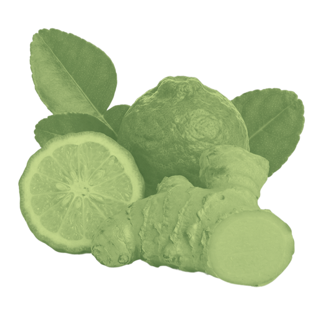 Close-up of Bergamot and Ginger ingredients showcasing bergamot fruit, a sliced bergamot, ginger root, and leaves on a white background