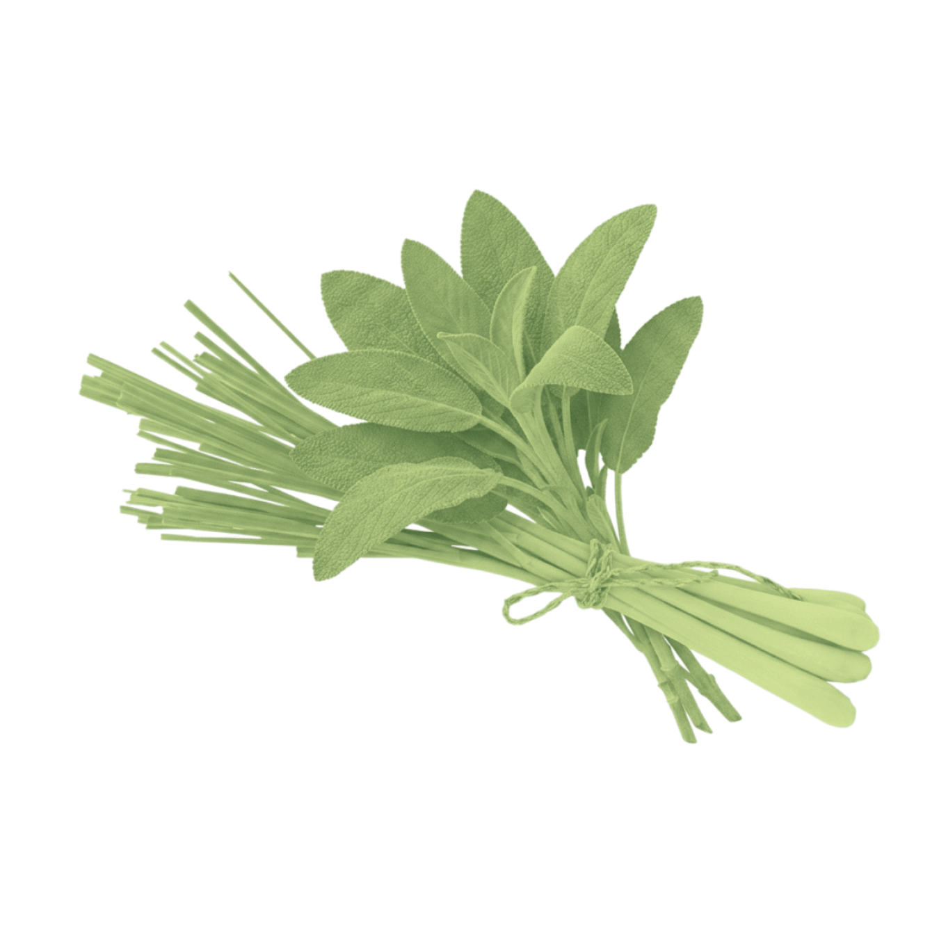 Close up of Lemongrass and Sage scent bundle showing lemongrass stalks and sage leaves on a transparent background