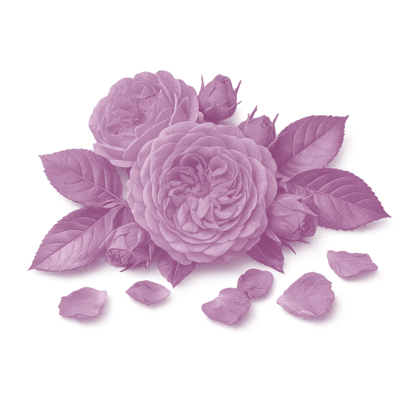 Front view of Moroccan Rose illustration showing layered rose blooms and scattered petals on a transparent background