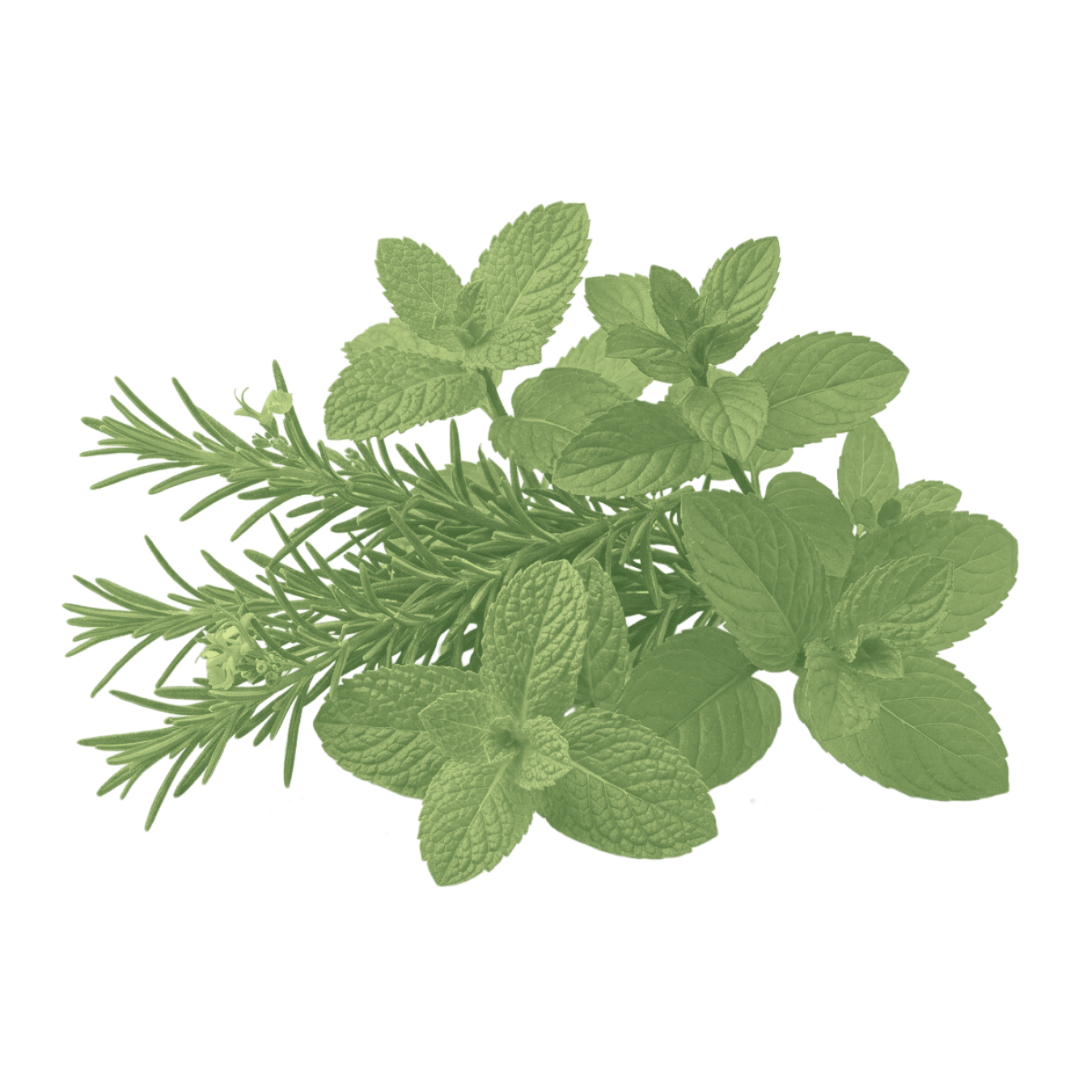 Close-up of Rosemary & Mint scent art showing a rosemary sprig and fresh mint leaves on a transparent background