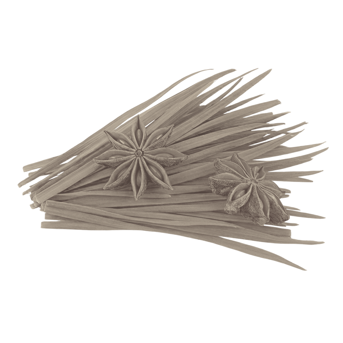 Close-up of Star Anise & Palmarosa botanicals showing star anise pods resting on a bundle of palmarosa grass stalks on a white background