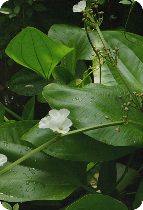 White flowers with green leaves on a dark background