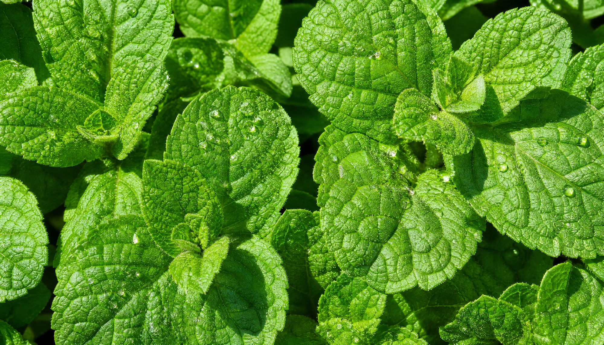 French Peppermint