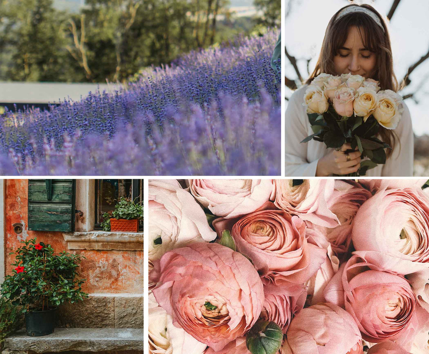 lavender farm, pink roses, roses growing against a wall, and a woman smelling a bouquet of roses 