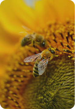 Close-up of a bee on a sunflower