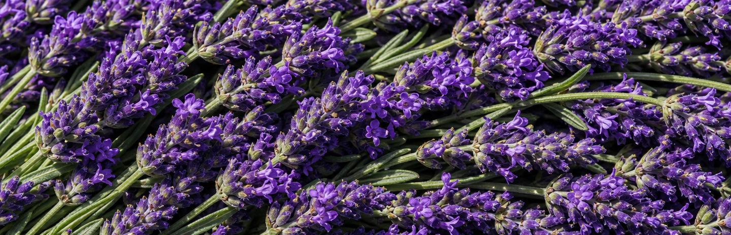 Mountain Lavender