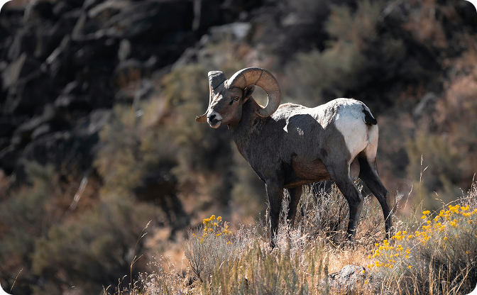 Bighorn sheep standing in a natural landscape with rocks and sparse vegetation.