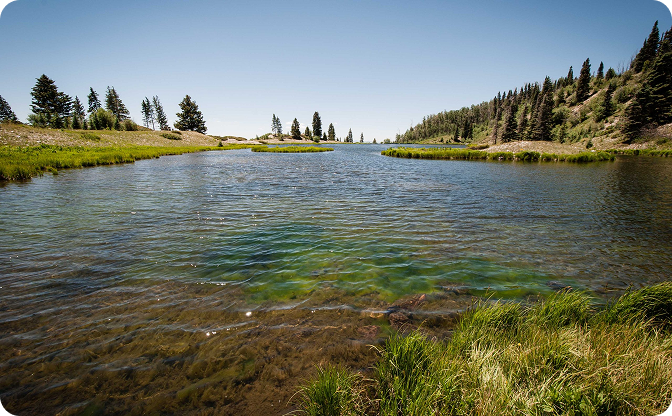 Lake surrounded by grassy areas and trees on a clear day