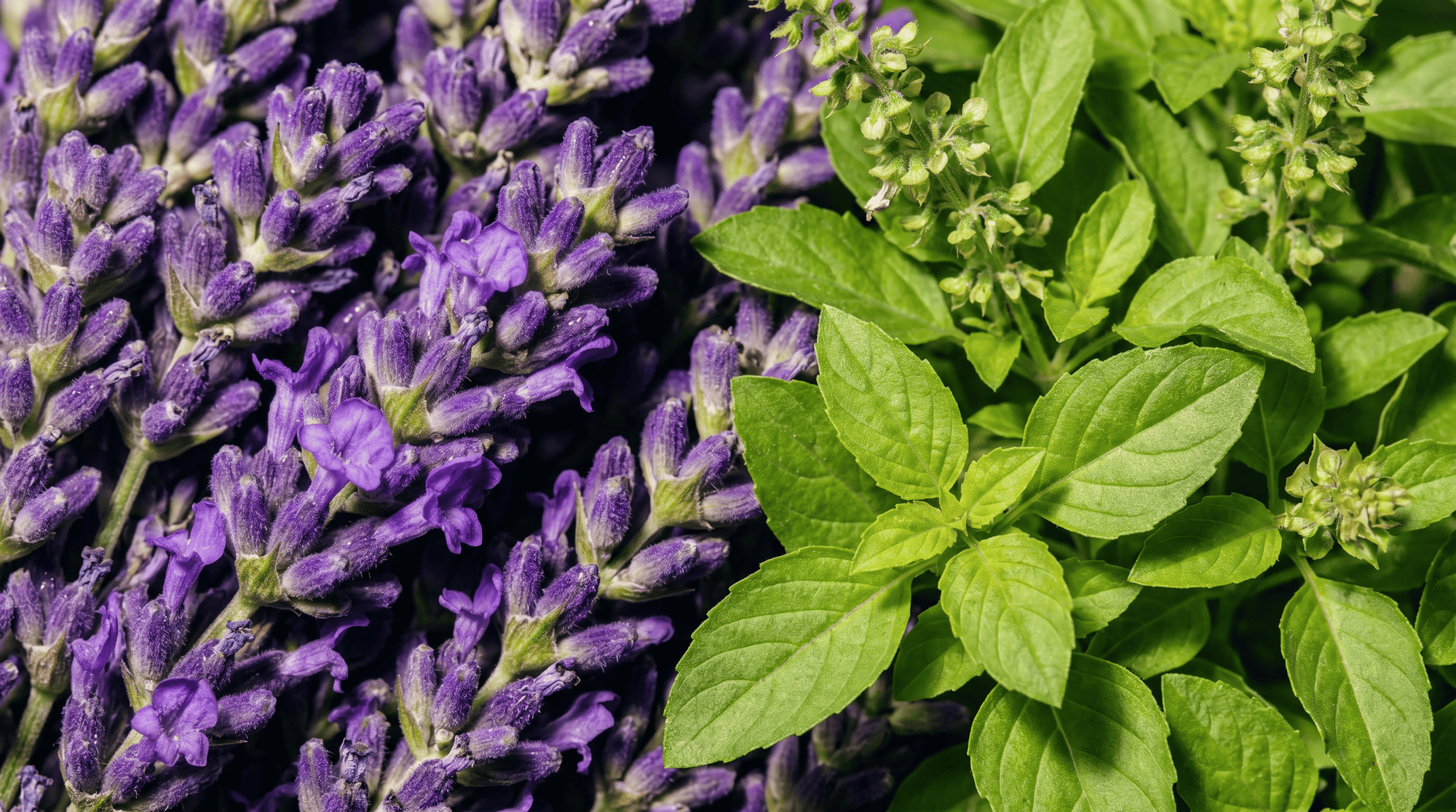 Lavender & Holy Basil