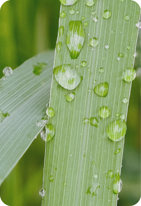 Close-up of a green leaf with water droplets on a blurred green background
