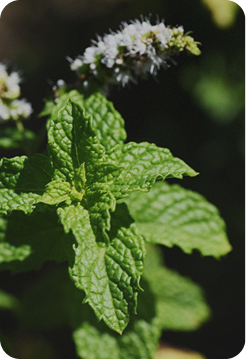 Close-up of green mint leaves with white flowers in the background