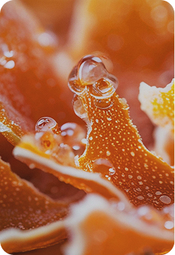 Close-up of water droplets on orange peel with a blurred background