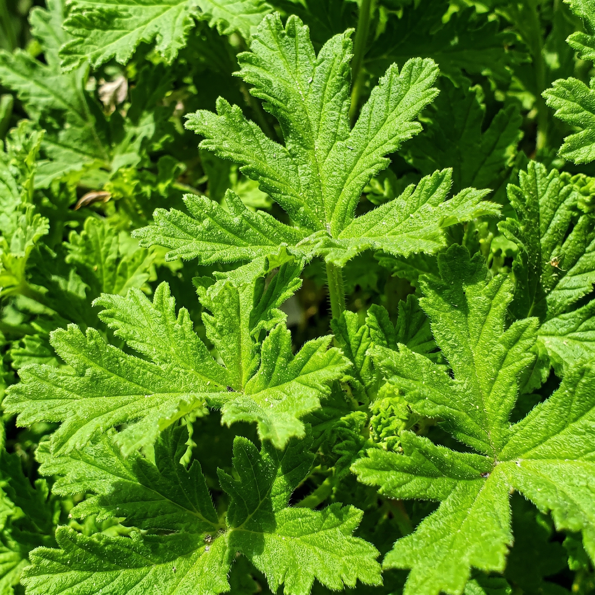 Close-up of green leafy plants with a blurred background