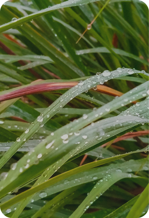 Close-up of grass with water droplets on a textured surface