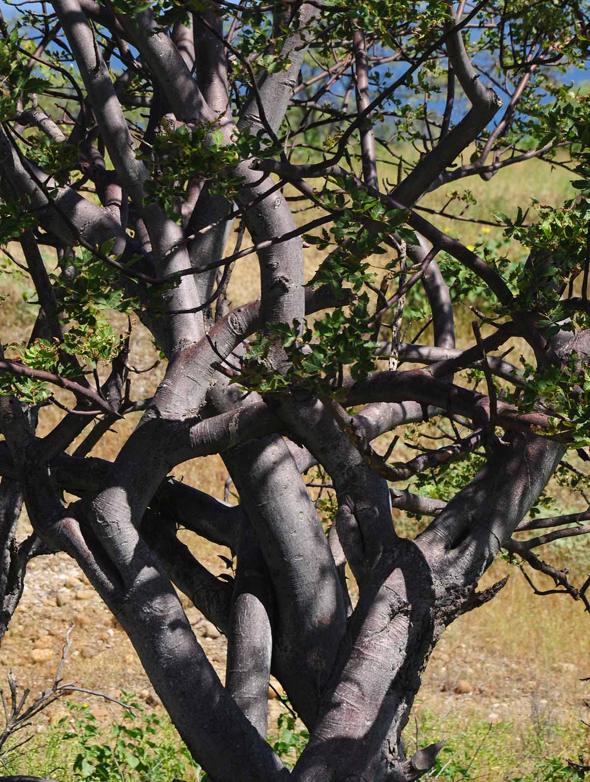 palo santo tree