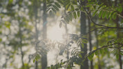 Aluminum Free Deodorant