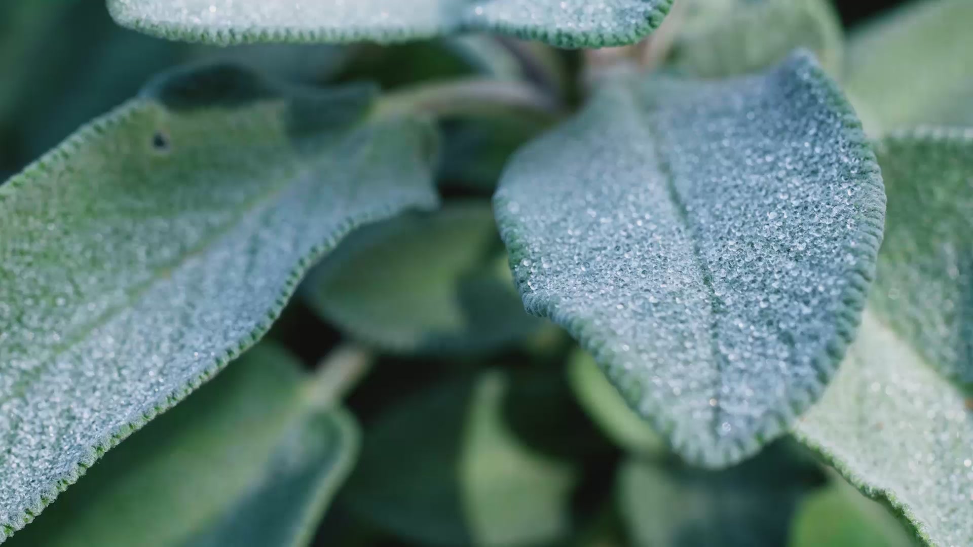 Lemongrass & Sage Scent Video