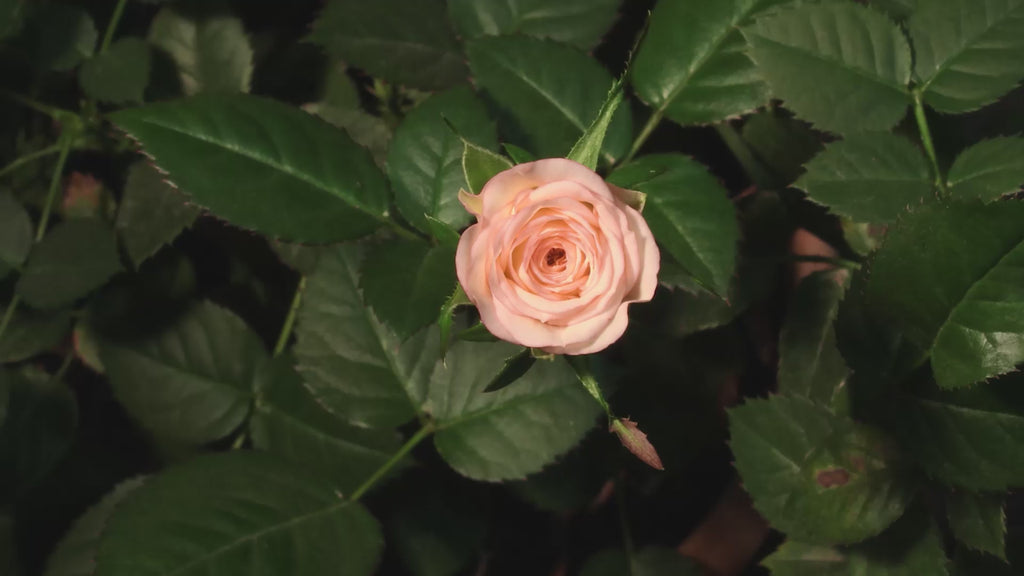 Moroccan Rose Scent Video