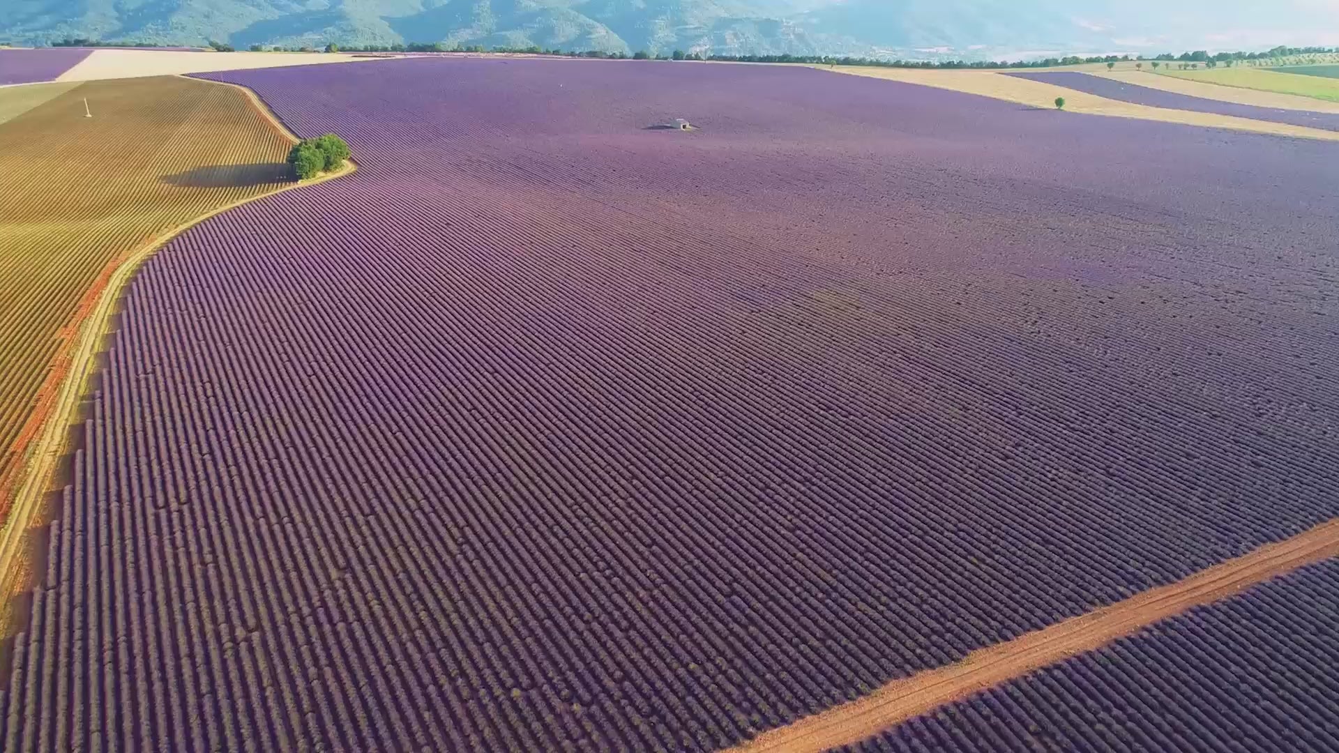 Mountain Lavender Scent Video