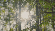 Aluminum Free Deodorant