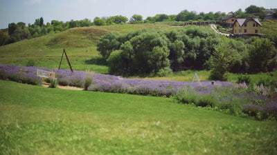 Lavender & Holy Basil Scent Video