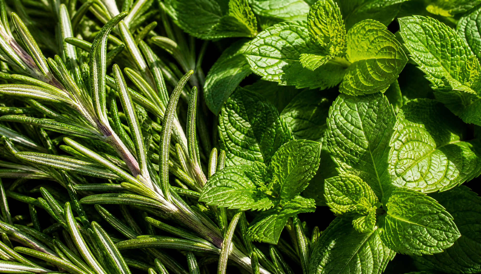 Rosemary & Mint